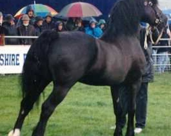 stallion Maesmynach Viking Warrior (Welsh-Cob (Sek. D), 1985, from Maesmynach Flyer)