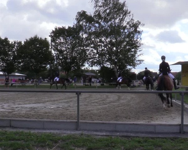Reitturnier Ascheberg 2020