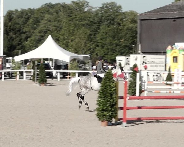 Pferdesporttage Bülach 2021