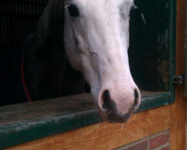 dressage horse Caballero 101 (German Riding Pony, 2008, from Joldis Charmant)