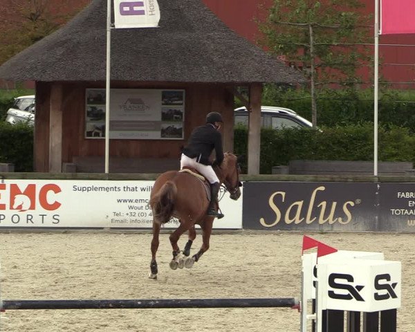 GOLDLEAGUE Lier - CS N 6323 - Azelhof