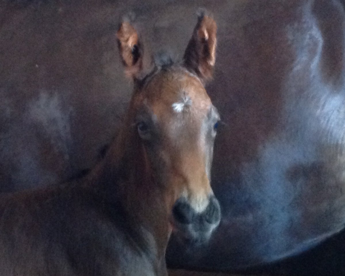 jumper Darsheloup Dacora (Oldenburg show jumper, 2015, from Darshan)