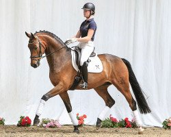 dressage horse Reminder (Hanoverian, 2010, from Blue Hors Romanov)