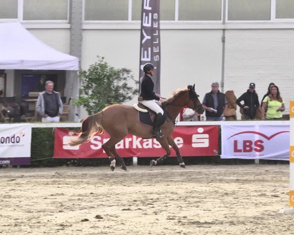 Reitturnier St.Wendel, Gestüt Welvert 2020