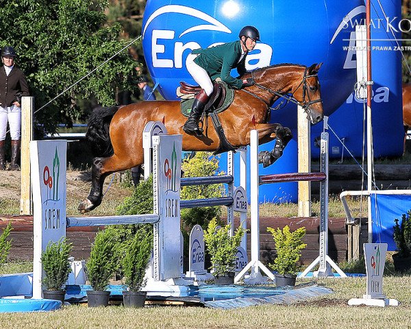 jumper Versace L (polish noble half-breed, 2007, from Cajero)