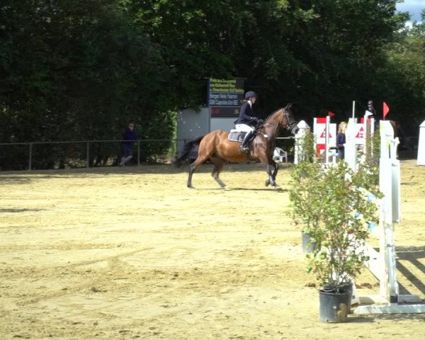 Reitturnier Willich-Anrath-Neersen 2020