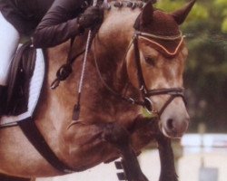 jumper Just Cute (German Riding Pony, 2011)