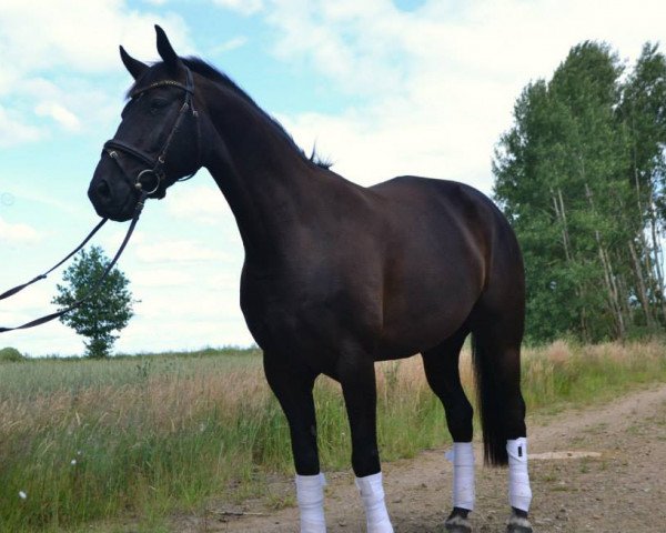 jumper Don Dimion (Oldenburg, 2007, from Don Gregory)