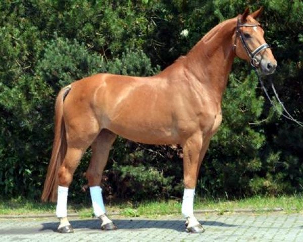 Cavallo Lamborghini (Hannoveriano, 2007, di Locksley II)
