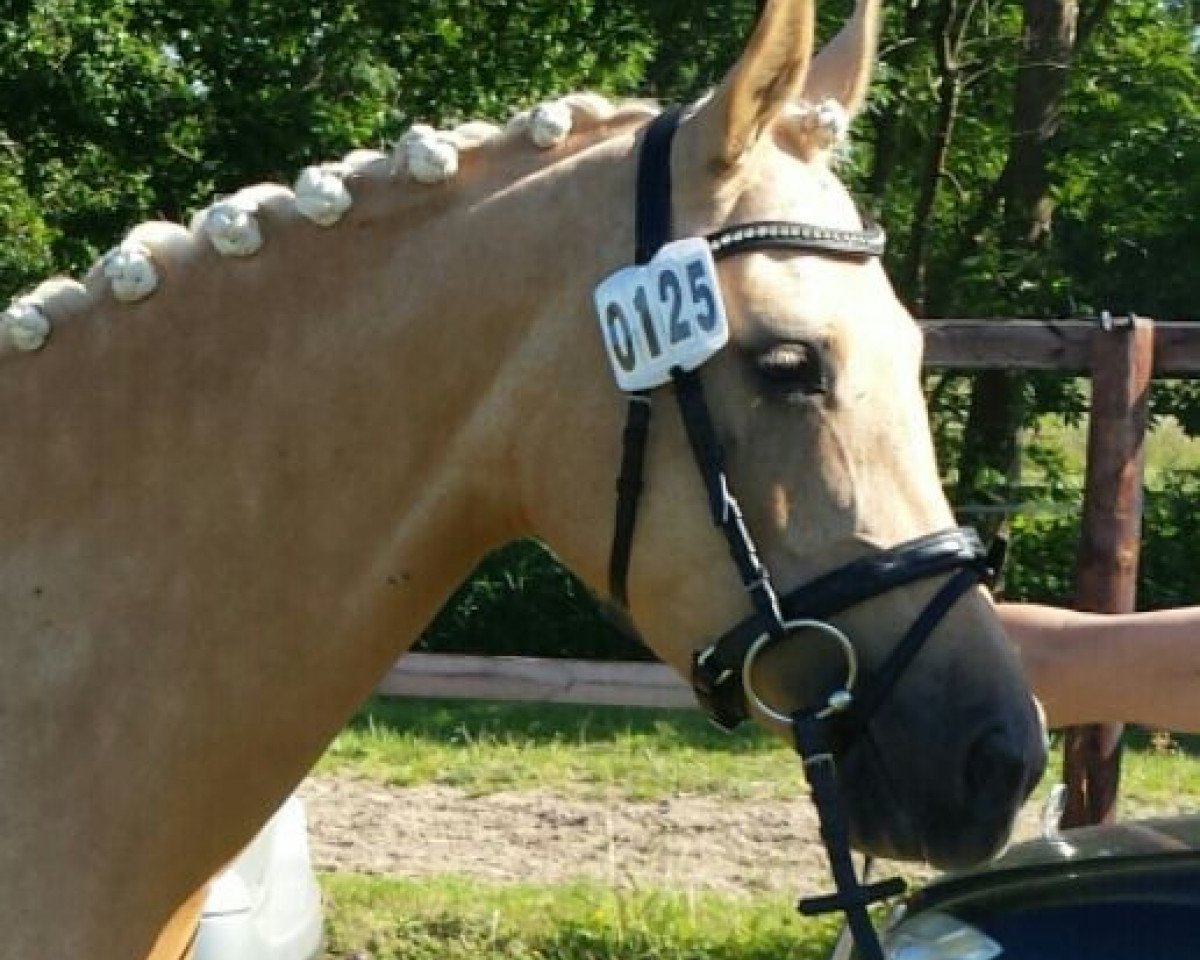 Zuchtstute Kolvenfeld's Circus Ballerina (Deutsches Reitpony, 2011, von Top Carlos Cassini)
