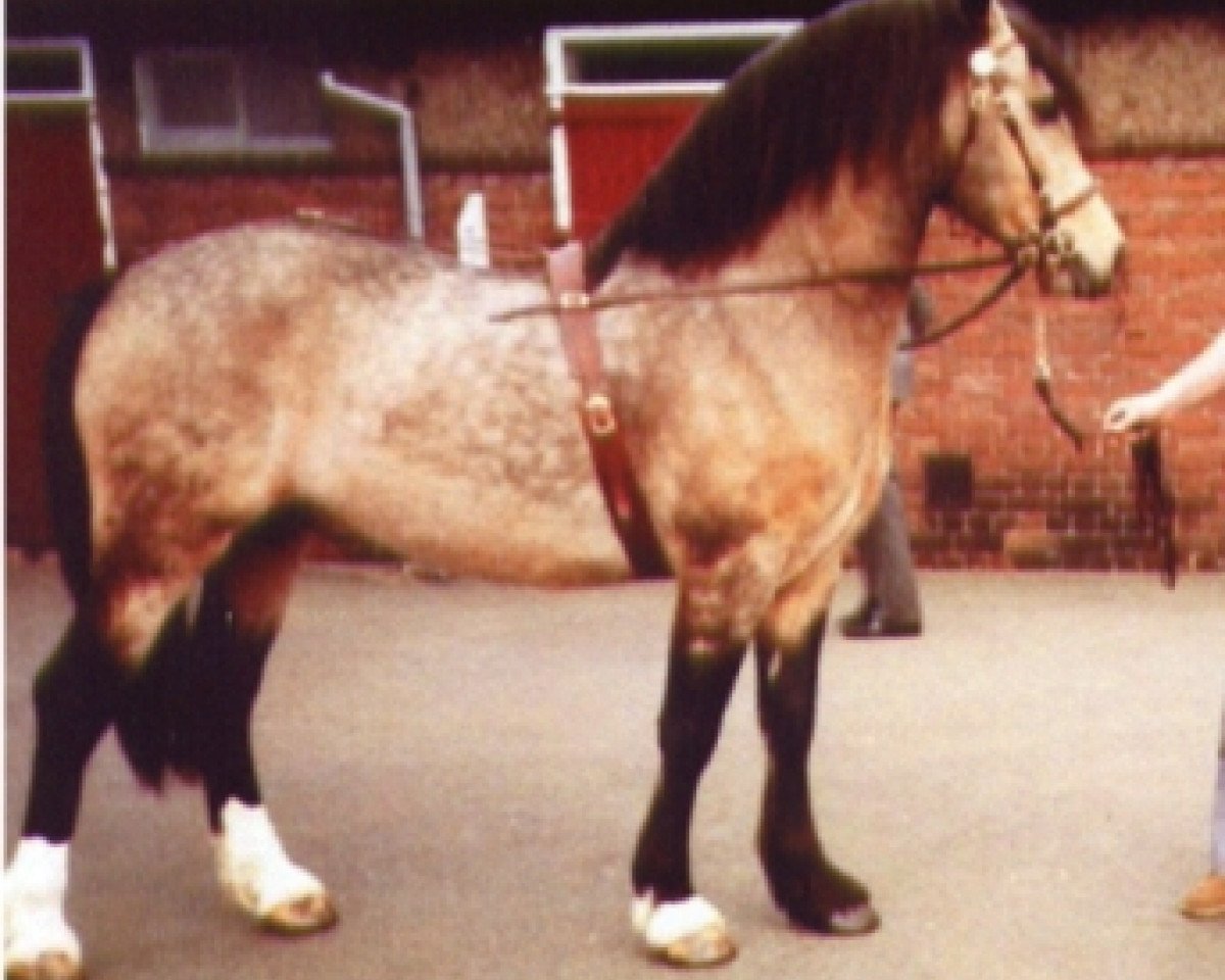 stallion Trevallion Flash Jack (Welsh-Cob (Sek. D), 1977, from Tyhen Comet)