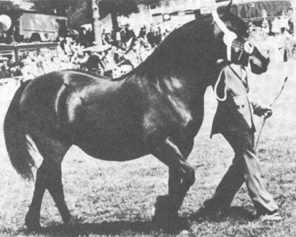 broodmare Geler Nellie (Welsh-Cob (Sek. D), 1969, from Tyhen Comet)