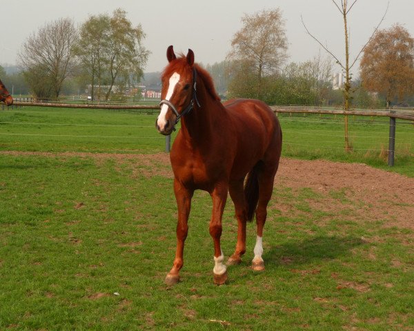 jumper Lennox (Westphalian, 2001, from Lexus)