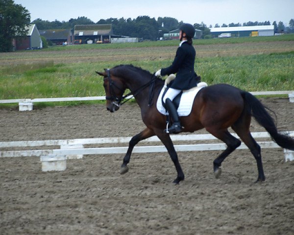 horse Rock Star (Westphalian, 2002, from Rockwell) horse Rock Star (Westphalian, 2002, from Rockwell)
