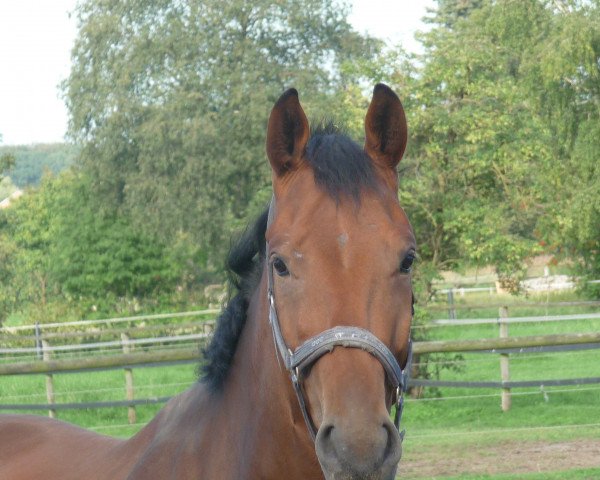 Pferd Do It (Westfale, 2009, von Donaugold 2)