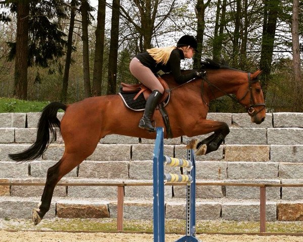 jumper D'Angelo 3 (anglo european sporthorse, 2003, from Contra A)