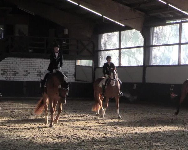 Reitturnier Bühren-Breckerfeld 2020