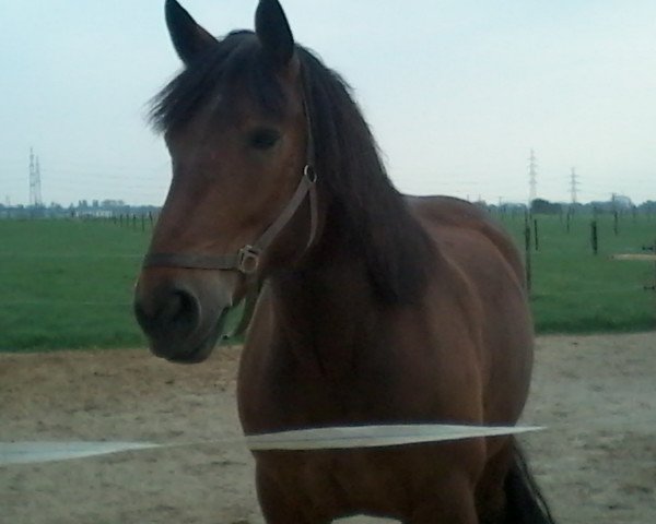 horse Smudo (South German draft horse, 2008, from Schirokko)