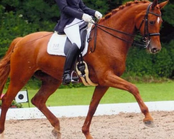 dressage horse Lilli of the Valley (Rhinelander, 2005, from Lebenskünstler)