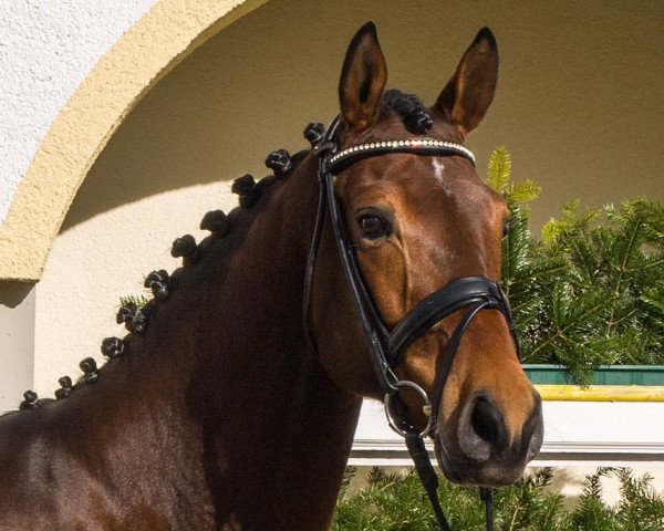 Dressurpferd Fidelis RS (KWPN (Niederländisches Warmblut), 2010, von Albaran xx)