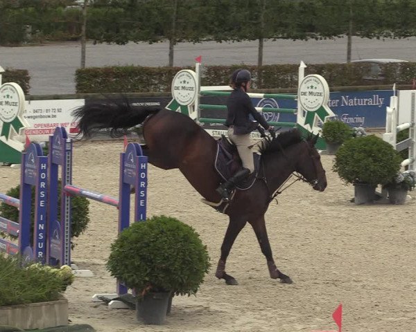GOLDLEAGUE Lier - CS N 6323 - Azelhof