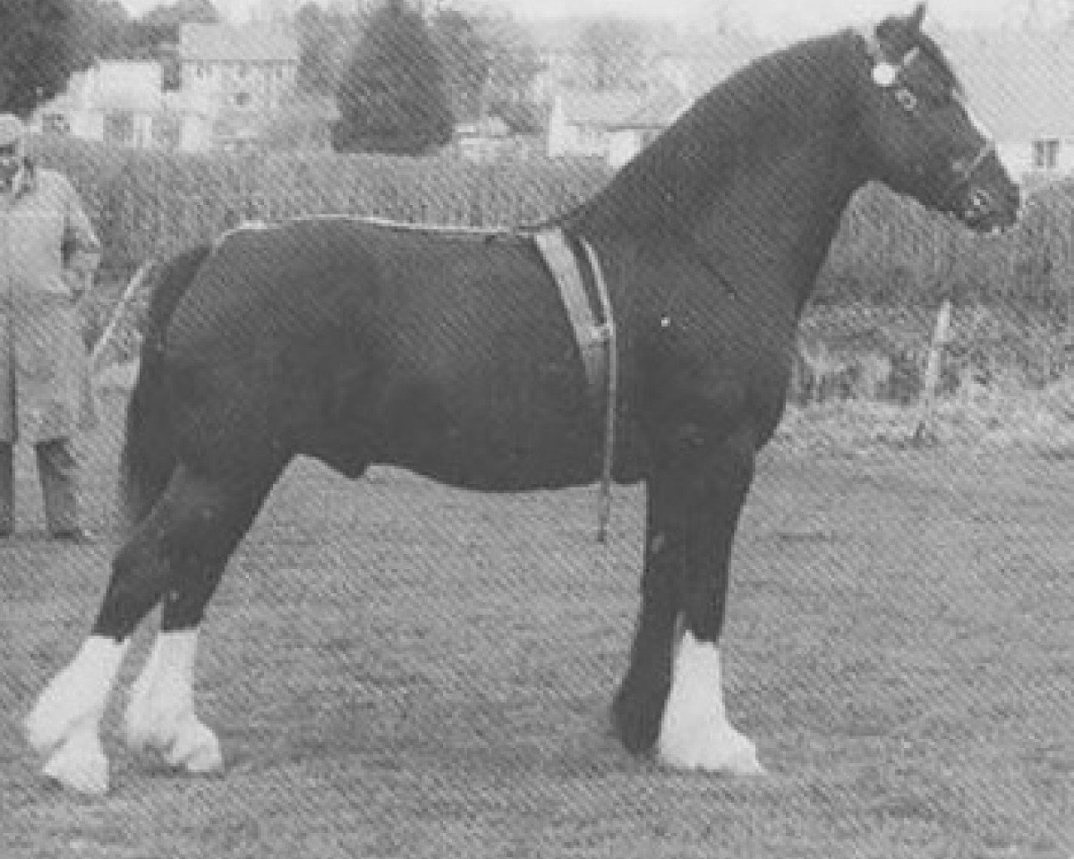 Deckhengst Brenin y Bryniau (Welsh-Cob (Sek. D), 1957, von Pentre Eiddwen Flyer)