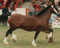 broodmare Pennardd Boremai (Welsh-Cob (Sek. D), 1974, from Ffrwdlwyd Flying Childers)