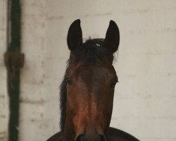 dressage horse Bärenstark (Württemberger, 2010, from Balloon)