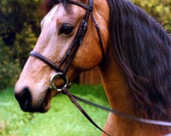 horse Llanarth Rhonwen (Welsh-Cob (Sek. D), 1982, from Llanarth Flying Comet)