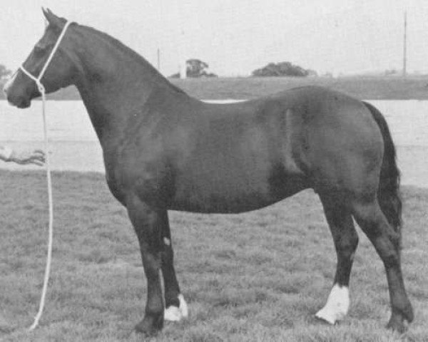 broodmare Llanarth Sally (Welsh-Cob (Sek. D), 1976, from Llanarth Meredith ap Braint)