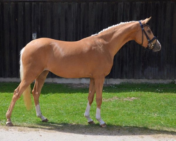 broodmare Be My Sunshine S (German Riding Pony, 2012, from Golden Rock)
