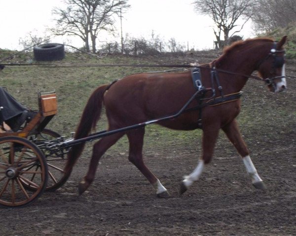 Dressurpferd Sir Niklas 3 (Mecklenburger, 2009, von Sir Galanto) Dressurpferd Sir Niklas 3 (Mecklenburger, 2009, von Sir Galanto)