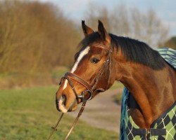 broodmare Endezza (Westphalian, 2007, from Ehrendorf)