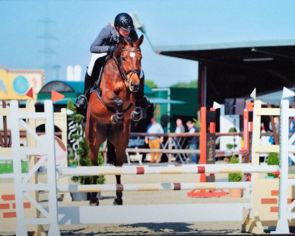 Springpferd Chaya Lotta (Westfale, 2011, von Congress)
