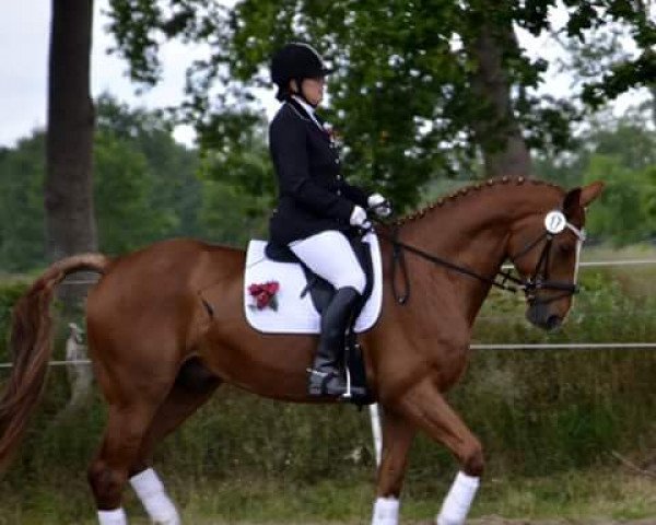 dressage horse Beelano (Hanoverian, 2007, from Brentano II) dressage horse Beelano (Hanoverian, 2007, from Brentano II)