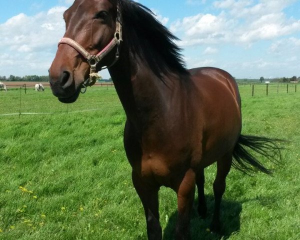 Pferd Graf Pauli (Oldenburger, 2008, von Graf Sandro)