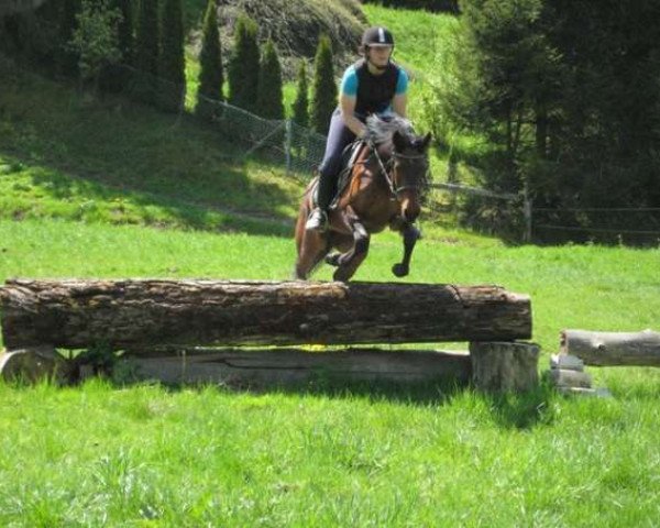 horse Da Capo (German Warmblood, 2015, from Dagestino) horse Da Capo (German Warmblood, 2015, from Dagestino)