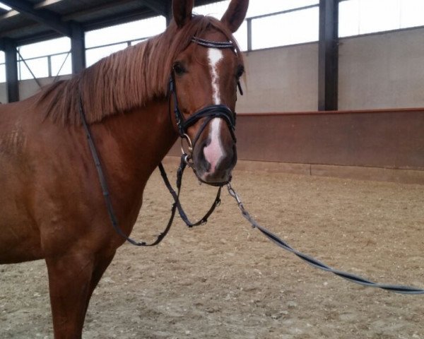 jumper Garry 63 (German Warmblood, 2005, from Germanicus Rex)