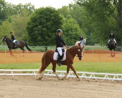 Dressurpferd Baccarat 16 (Deutsches Reitpony, 2011, von Black Boy)