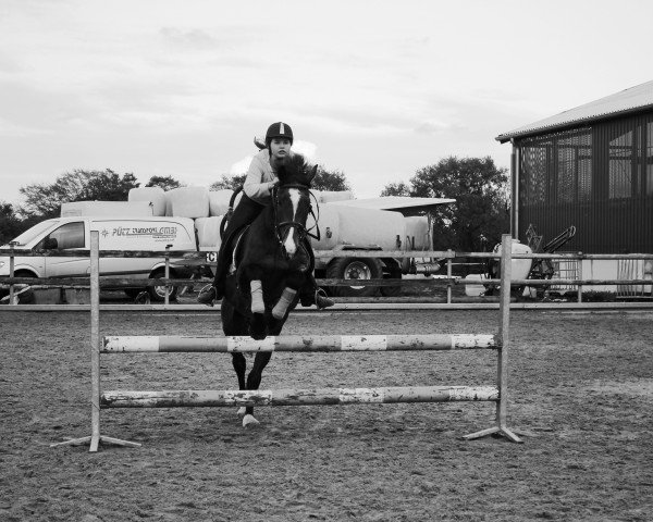 jumper Luetten Lord 1 (Holsteiner, 1993, from Lord)