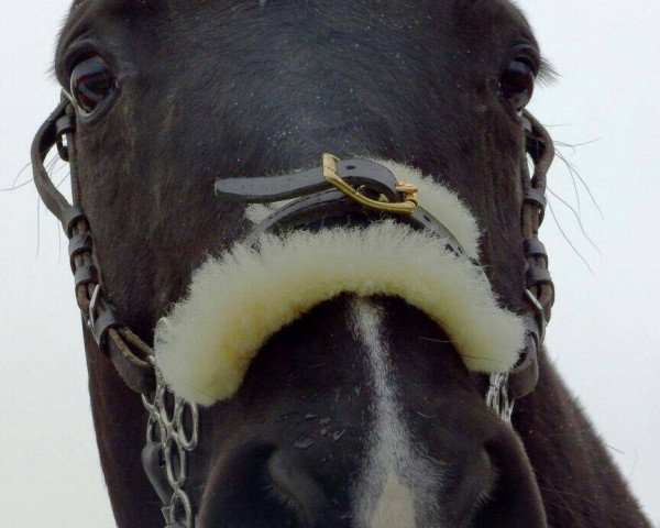 horse Batumi (Oldenburg, 2004, from Future)