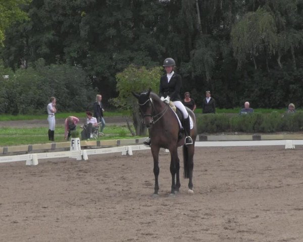 Reitturnier Dallgow 2020