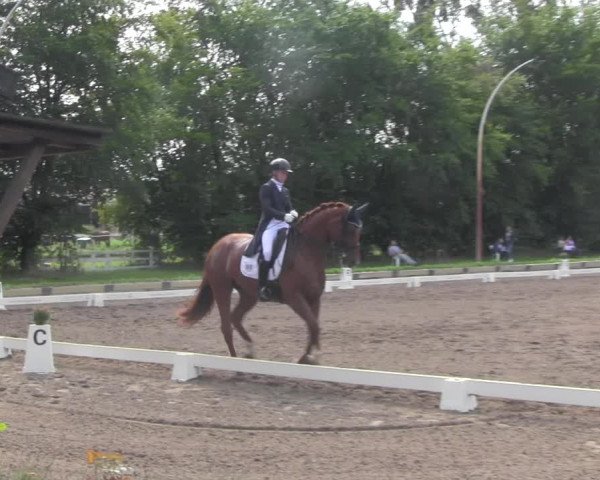 Reitturnier Dallgow 2020