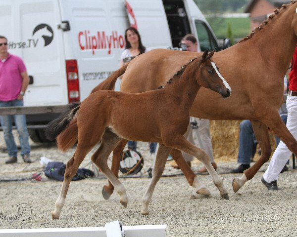 horse Cosmo´s Divine S (German Riding Pony, 2015, from Cosmopolitan NRW)