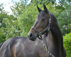 jumper Divine OSF (Hanoverian, 2010, from Diarado)