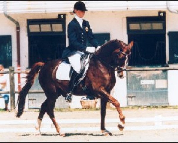 jumper Meerke's Kashmir (Nederlands Welsh Ridepony, 1993, from Bokkesprong Czardas)