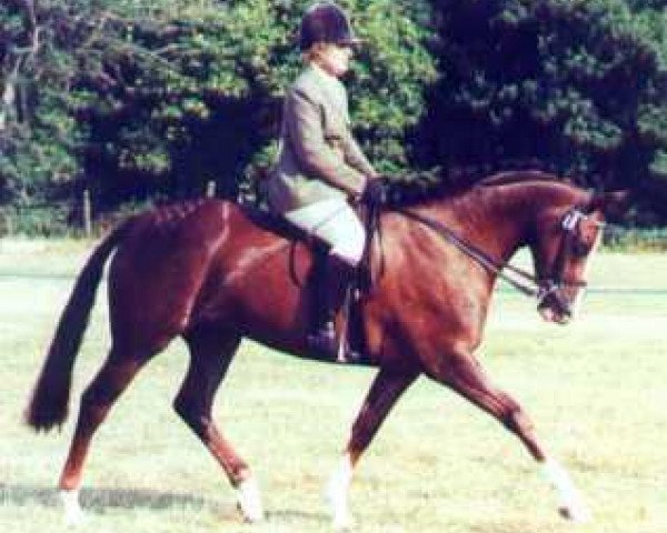 horse Llanarth Quick Step (Welsh Partbred, 1994, from Llanarth Rhun)