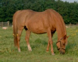 broodmare Oostervelden's Natasja (Nederlands Welsh Ridepony, 1980, from Keston Picador)