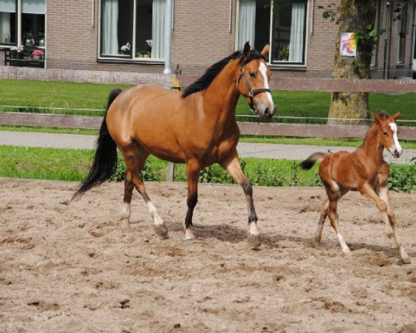 horse Vierwindstreken La Niña (Nederlands Welsh Ridepony, 2007, from Wengelo's Ricardo)