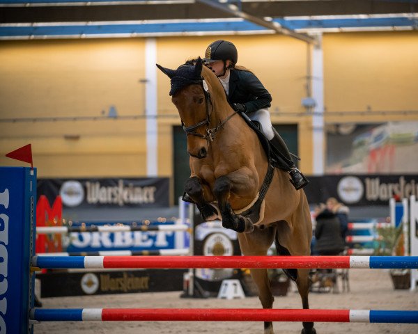 Springpferd ATC's Gijon (Hannoveraner, 2011, von Moosbachhofs Goldwing)